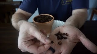 Starting Magnolia Trees from seed [upl. by Nairadas]