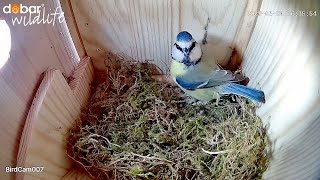 Nestbau der Blaumeise  14 Tage in 10 Minuten  Nistkasten Livestream [upl. by Eedahs839]