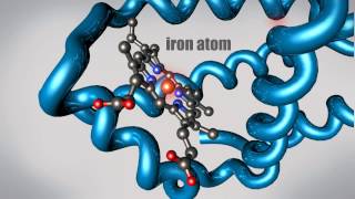 What is a Protein Learn about the 3D shape and function of macromolecules [upl. by Sualkcin]