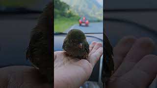 New zealand bellbird nature arunachalpradesh travellittlebirdsindia [upl. by Chrystel]