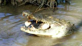 American Crocodile Eats Pig Head at ACES [upl. by Friedrich]