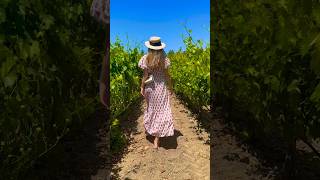 Winery in Solvang California wine vines wineyard wineadventures winecountry relaxing places [upl. by Ashely]