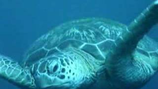 Sea Turtle Swimming [upl. by Ecnahc]