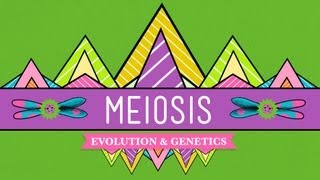 Meiosis Where the Sex Starts  Crash Course Biology 13 [upl. by Morse967]