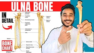 ulna bone anatomy 3d  anatomy of ulna bone attachments anatomy  bones of upper limb [upl. by Anehsuc]