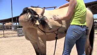 Mutual Grooming with your Horse [upl. by Schacker]