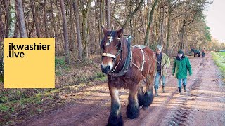 Belgisch trekpaard Katho en Marc Gommers slepen bomen in het bos van Abdij Trappisten in Westmalle [upl. by Immak]