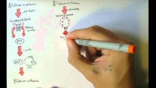 Bone Homeostasis Calcium and Phosphate Hormones [upl. by Yetnruoc]