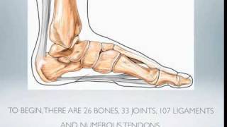 Foot Anatomy 101 video and transcript [upl. by Farica]