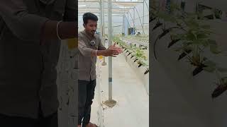 hydrophonic पद्धतीने स्ट्रॉबेरी लागवड करण्याची स्मार्ट पद्धत 🤔  viral farming strawberry [upl. by Neillij]