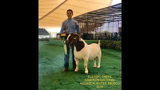 Rancho El Cuatro de Coahuila criador de Boer pura sangre [upl. by Iel]