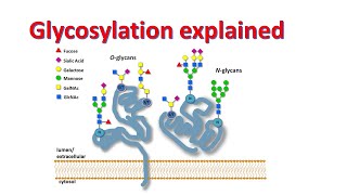 Glycobiology  Glycosylation of proteins  Factors affecting glycosylation [upl. by Libby]