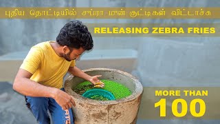 releasing more than 100 zebra fish fries in cement tank  zebra fish fries  zebra tank making [upl. by Nihcas570]