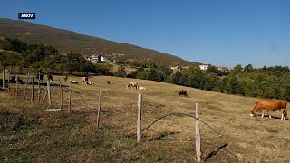 Shoqata e Prodhuesve të Qumështit Grantet e Ministrisë së Bujqësisë me kriter diskriminues [upl. by Dilan]