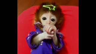 Baby Monkey Bliss Cutest Reactions to Pacifiers Youll Ever Seemonkey petmonkey cuteanimals [upl. by Meingoldas]