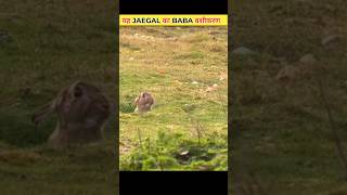 stoat and rabbit  stoat vs rabbit wild animals  stoat vs  national geographic wild shorts [upl. by Eiramaliehs66]