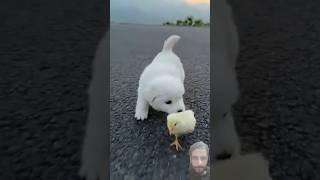 Cute dog vs baby chicken shorts viralvideo 1million [upl. by Valley]