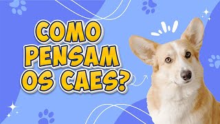 Comportamento Canino Desvendado Dicas de Psicologia Pet [upl. by Deach]