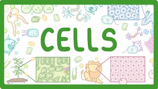 GCSE Biology  Cell Types and Cell Structure 2 [upl. by Clarkson]