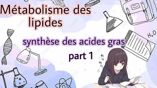 Métabolisme des lipides  lipogenèse synthèse des acides gras part 1 [upl. by Lulu]