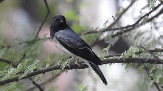 Blackheaded Cuckooshrike Singing [upl. by Sadonia223]