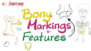 Bony Markings amp Features Tubercle Tuberosity Trochlea Fossa Fovea Crest Ridge…etc  Anatomy [upl. by Otxis]