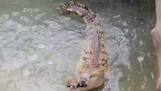 Orinoco Crocodile Eating a Fish [upl. by Nealy838]