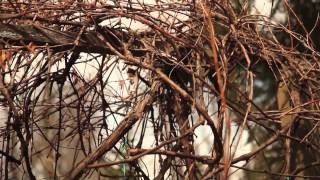 How to Prune Unruly Vines on a Grapevine  Pruning Tips [upl. by Yk]