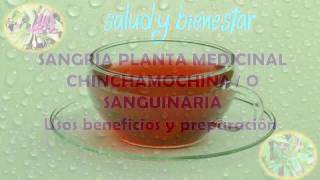 SANGRIA PLANTA MEDICINAL CHINCHAMOCHINA O SANGUINARIA BENEFICIOS Y PROPIEDADES [upl. by Immas]