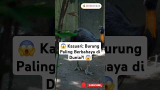 😱 Kasuari Burung Paling Berbahaya di Dunia 😱kasuari burung faktaunik papua indonesia facts [upl. by Redmund715]