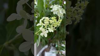 Proven Winners®️’Limelight’ Hydrangea Shrub Tree Form garden gardening shorts [upl. by Nyleak]