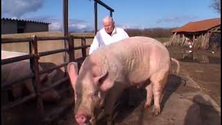 Des cochons gros comme des vaches [upl. by Ferro]