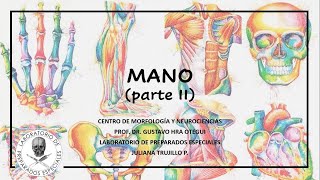 Anatomía de la Mano 22 [upl. by Claudio]