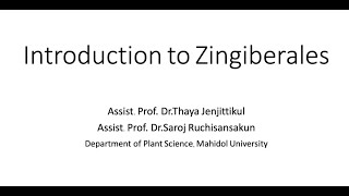 SCPL352 week 1 Introduction to Zingiberales อันดับขิง [upl. by Arlene]