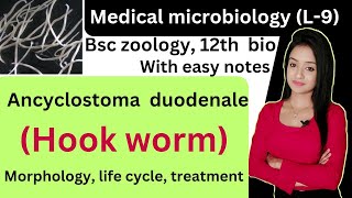 Medical microbiology L9 Ancyclostoma duodenale bsc 3rd year zoology hook worm bsc zoology lion [upl. by Brandi]