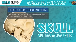 Skull Anatomy  With Labels Updated Version [upl. by Adekahs]