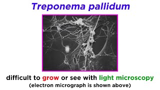 Syphilis Treponema pallidum [upl. by Shanney721]