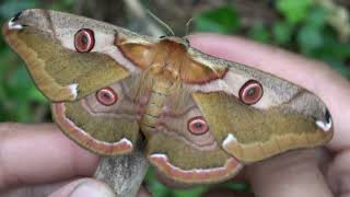 SUPER Beautiful MOTH filmed UP CLOSE Rinaca boisduvalii quotEastern Emperor Mothquot [upl. by Barthel]