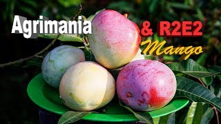 Panen Mangga Agrimania  R2E2 [upl. by Rozina]