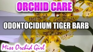 Orchid Care  Odontocidium Tiger Barb [upl. by Seve]