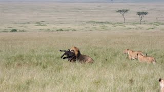 Buffalo herd tries to save their calf but male lion grabs it for himself [upl. by Lauren]