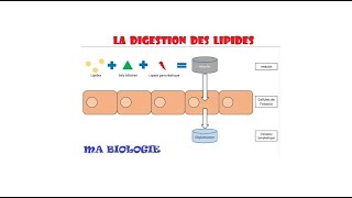 LA DIGESTION DES LIPIDES [upl. by Blank]