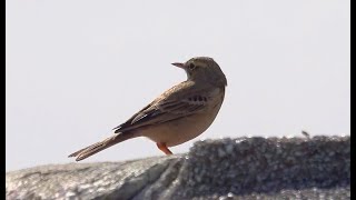 4K Pipit Rousseline [upl. by Killie]