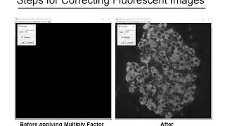 Confocal Merging Fluorescent Images in Image J [upl. by Blau]