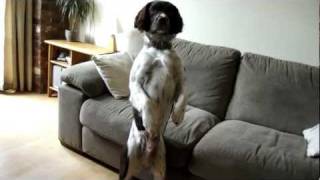 english springer spaniels tricks THE BEST  2 [upl. by Britney]