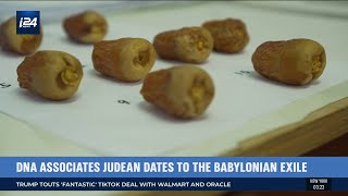 Israeli Scientists Have Revived Ancient Judean Dates From Extinction [upl. by Nuhs]