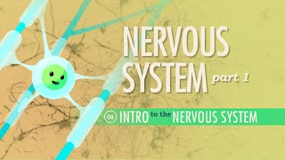 The Nervous System Part 1 Crash Course Anatomy amp Physiology 8 [upl. by Filmer]