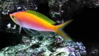 Bartletts Anthias Pseudanthias bartlettorum  LiveAquariacom [upl. by Demb]