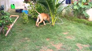 Bullmastiff Attacks Owner [upl. by Cyrie]