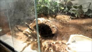 Acanthoscurria geniculata goes wild [upl. by Niro]